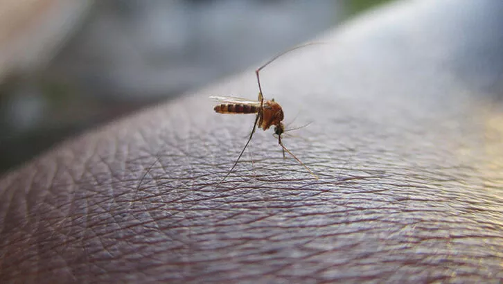 Avustralya’da yeni salgın alarmı: Sivrisineklerden bulaşıyor